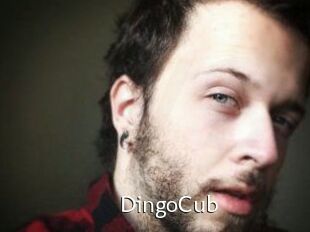 DingoCub